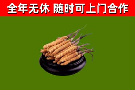 若羌县烟酒回收冬虫夏草.jpg